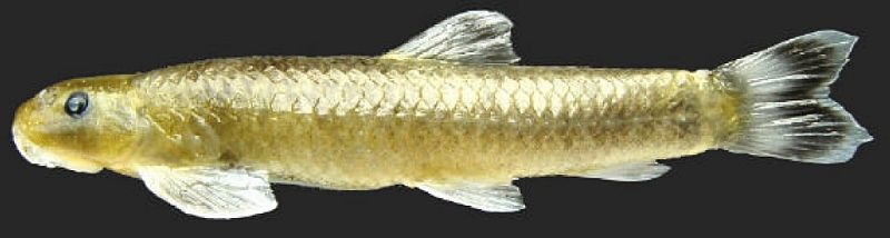 Lateral view of paratype paratype, 61.4 mm SL, MUMF 8005.