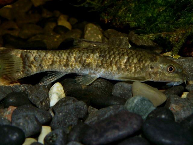 Specimen from the Singapore aquarium trade.