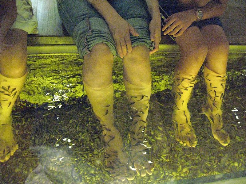 Fish traded as G. rufa are used in 'fish foot spas' worldwide.