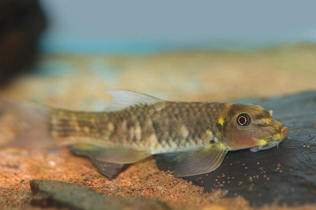 Subadult individual from the UK aquarium trade.