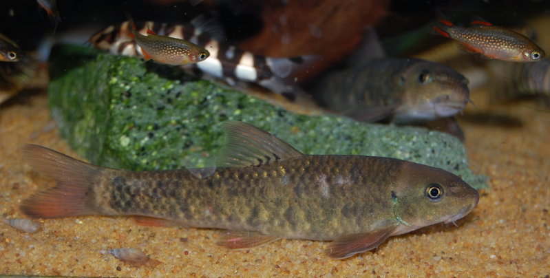 Specimen from the UK aquarium trade.