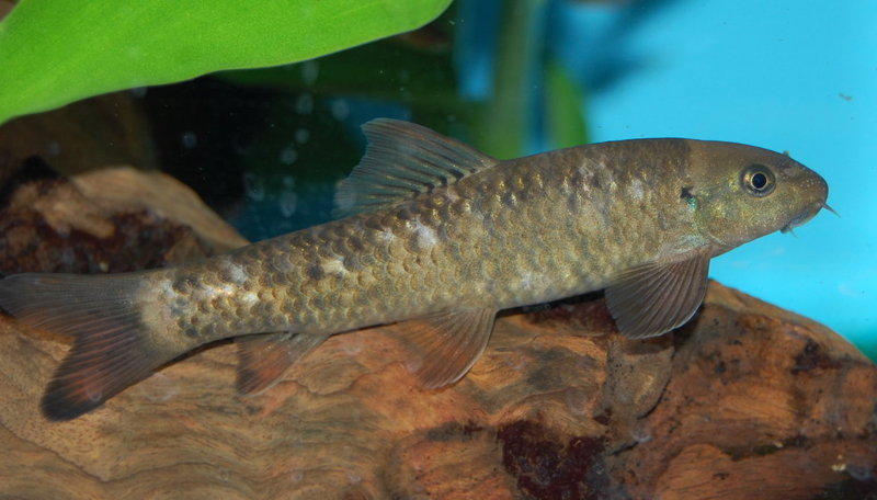 Another individual from the UK aquarium trade.