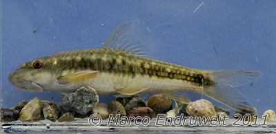 Another live specimen from the Beiqiaohe River.