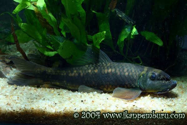 Adult specimen in the aquarium.