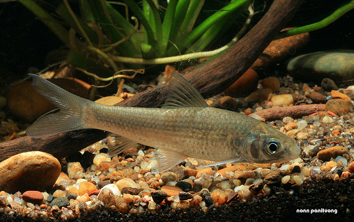Subadult individual from Thailand.