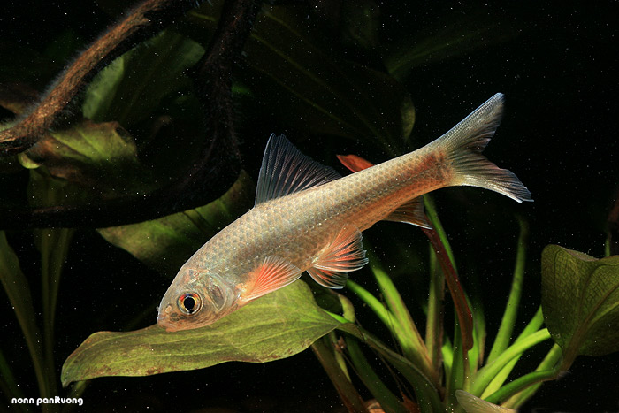 Specimen from the Mekong basin in Thailand.
