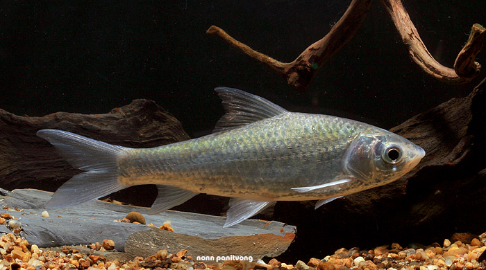 Gymnostomus siamensis NP