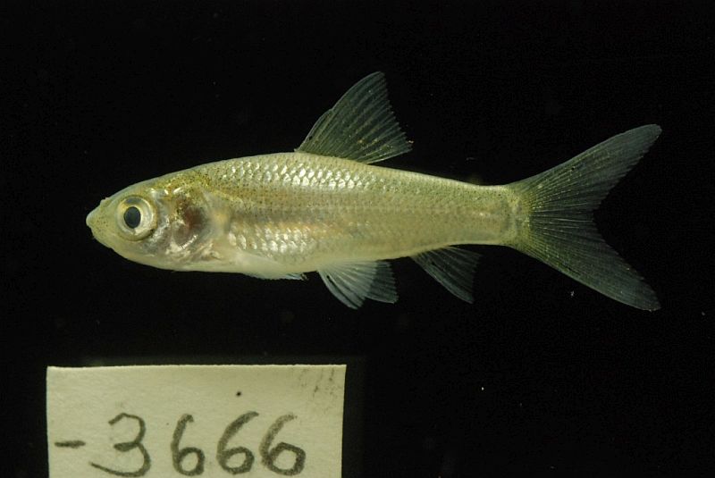 Gymnostomus siamensis Trapiang chreyV, choe khmau C., Koh Thom, Kandal, Cambodia