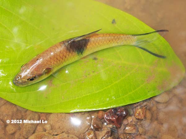 Subadult individual from the upper Segama River basin, Sabah, Malaysia.