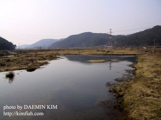 Habitat in the Geumdang river basin, Yeoju County, Gyeonggi province, South Korea.