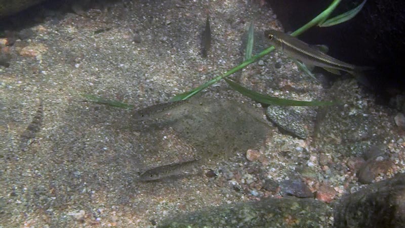 More juveniles in their natural habitat, Japan. The fish to the top right of the image is Nipponocypris temminckii.