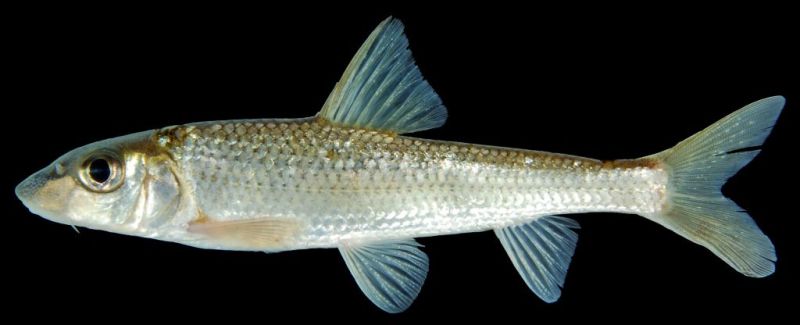 Subadult individual.