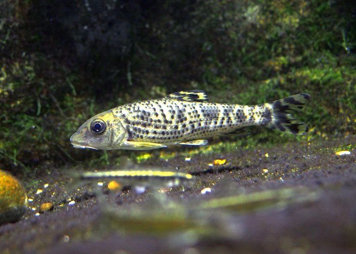 Subadult individual.