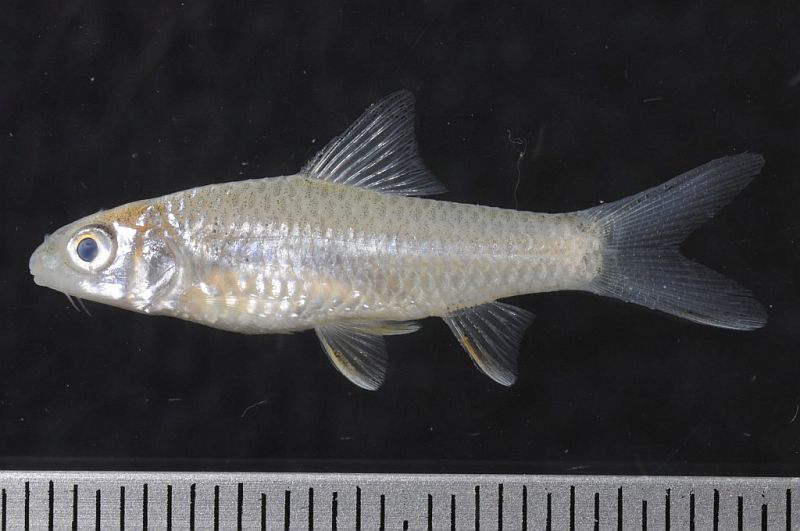 Juvenile specimen from Ratanakiri province, northeastern Cambodia.