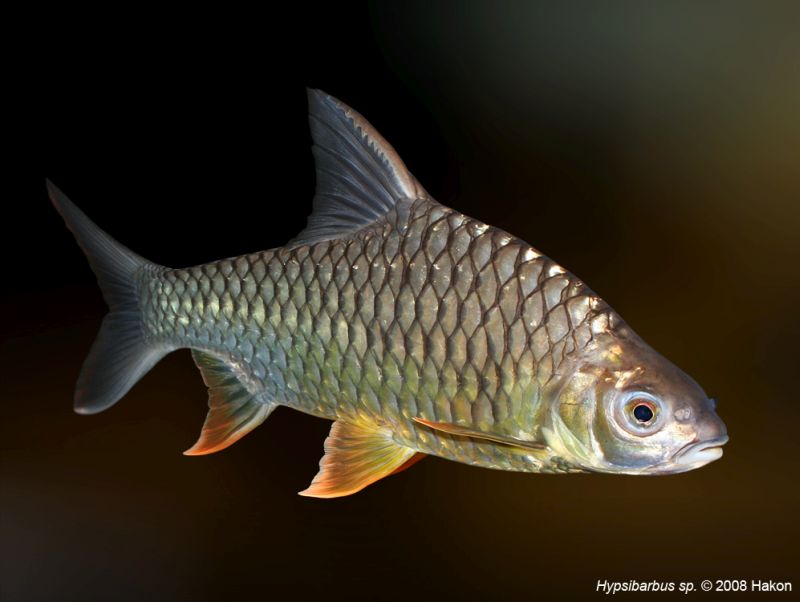This species has orange to red pectoral, pelvic, and anal fins.