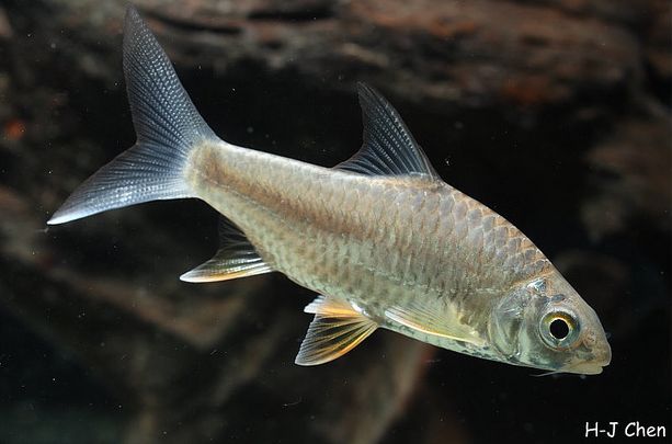 Juvenile from the aquarium trade.