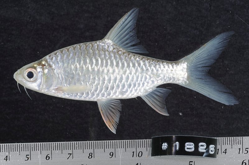 Subadult from Savannakhet province, southern Laos.