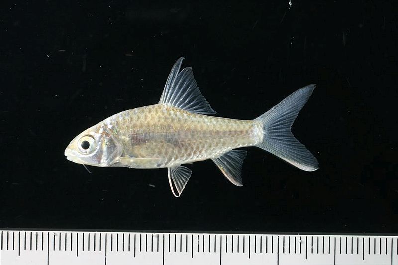 Juvenile from Sing Buri province, central Thailand.