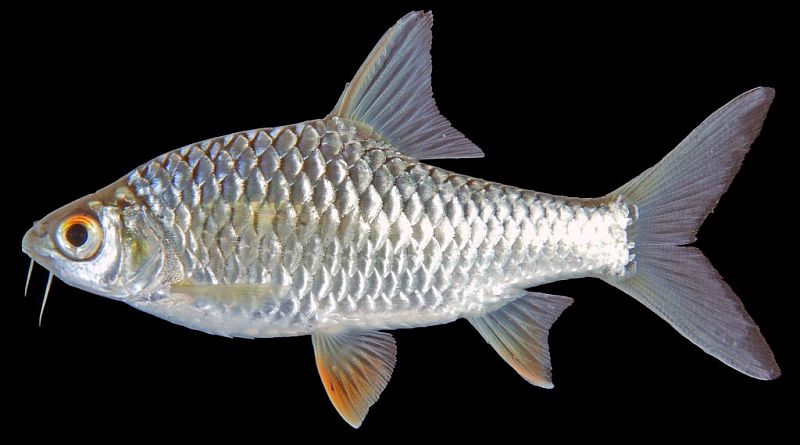 Subadult individual.
