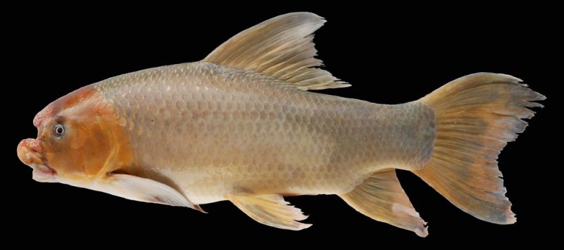 Adult specimen.