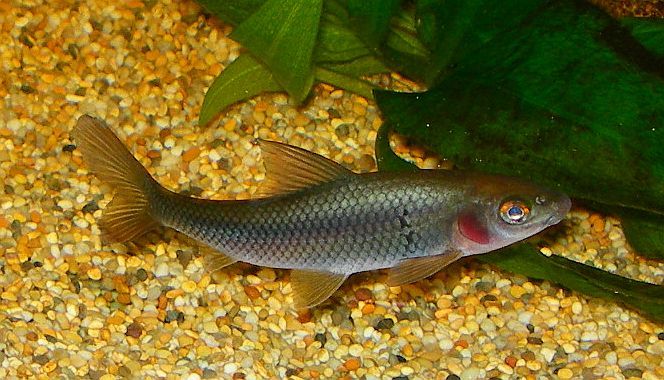 Juvenile from the UK aquarium trade.