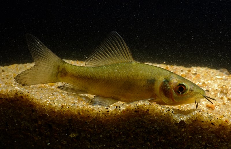 Juvenile individual from the Brahmaputra River, northern India.