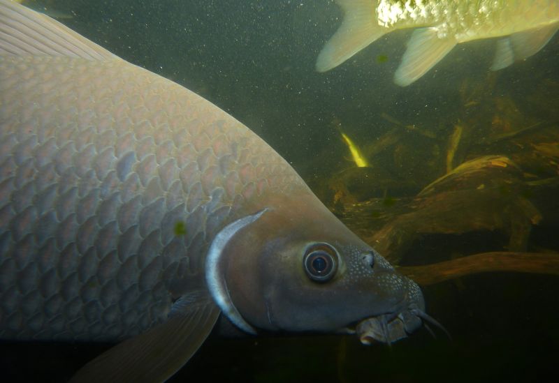 Adult individual from Pahang state, Malaysia.