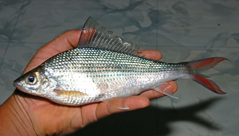 Adult individual measuring 180 mm SL from a tributary within the Mentaya River drainage in Central Kalimantan (Kalimantan Tengah) province, Indonesia (Borneo).