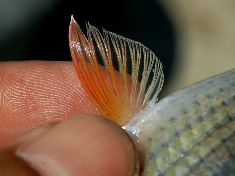Detail of pectoral fin; specimen from Central Java.