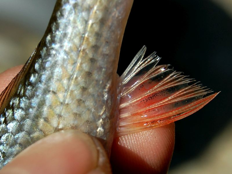Detail of anal fin; specimen from Central Java.