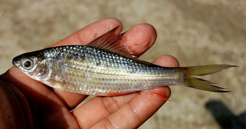Specimen measuring 105 mm SL from Kebumen, Central Java, Indonesia.