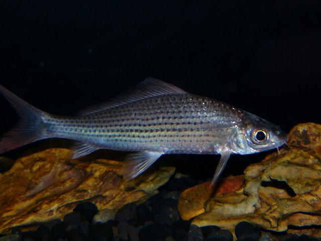 Juvenile from the Singapore aquarium trade.