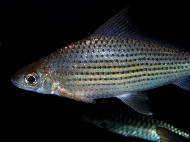 Subadult in the aquarium.