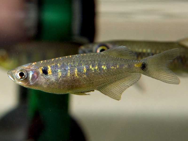 Specimen from the Singapore aquarium trade.