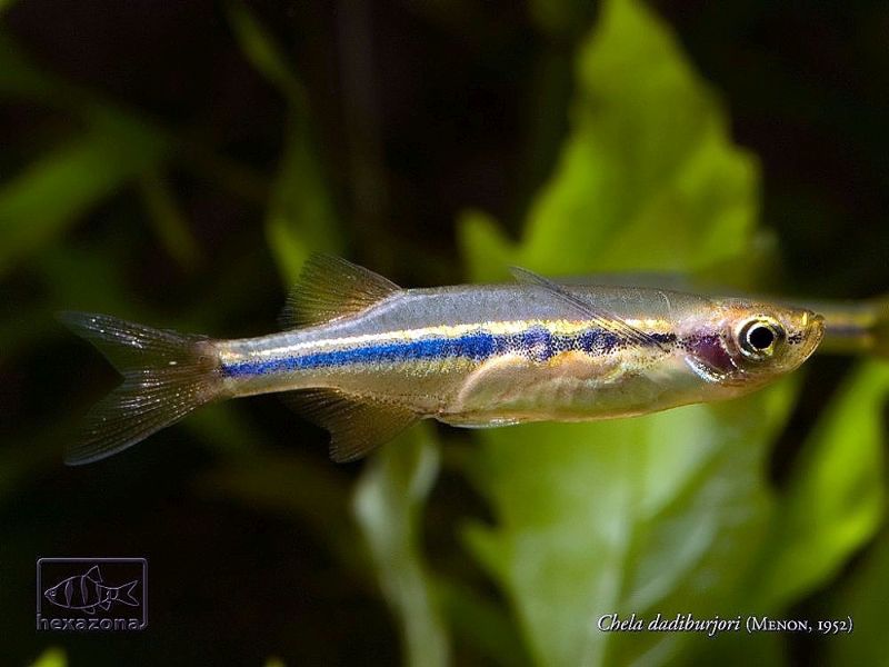 Specimen from the Singapore aquarium trade.