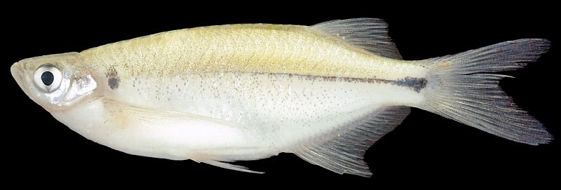 Specimen from the Mekong River in Stung Treng province, northeastern Cambodia.