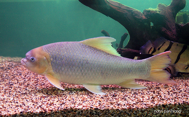 Specimen from Thailand.