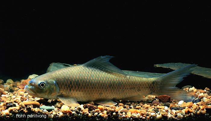 Specimen from the Salween basin, northwestern Thailand.
