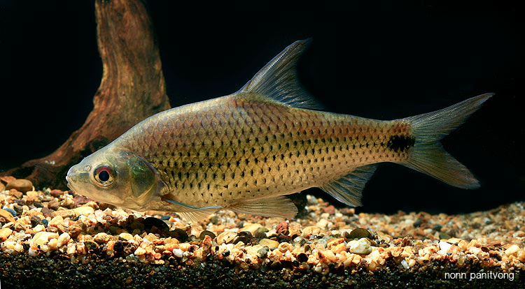 Adult individual from Thailand.