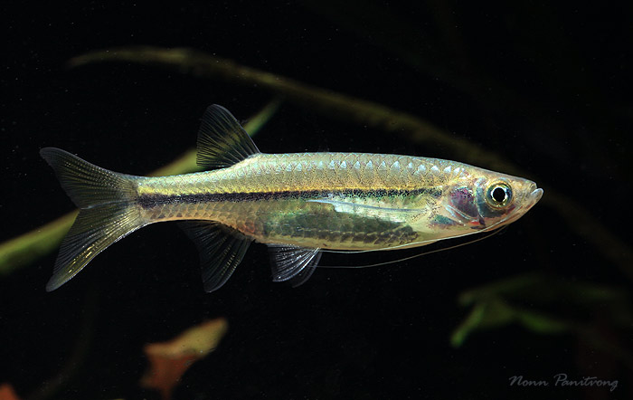 Specimen from Thailand.