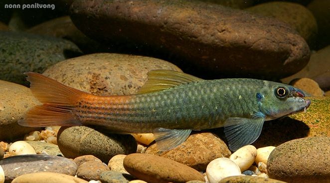Putative male individual.