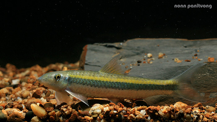 Specimen from Thailand.