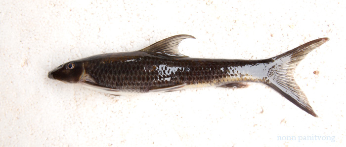Specimen from the Nan River, Nan province, northern Thailand.