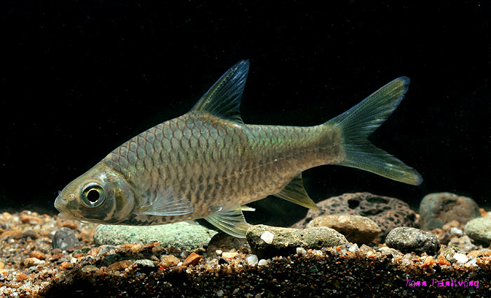 Subadult from the Salween basin in northwestern Thailand.