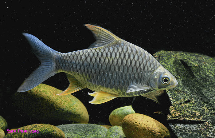 Individual from Thailand.