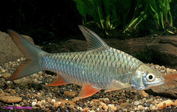 Individual from Thailand.