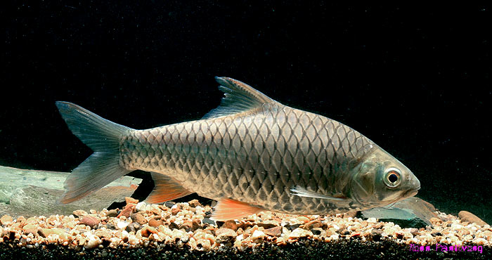 Putative adult female specimen from Thailand.