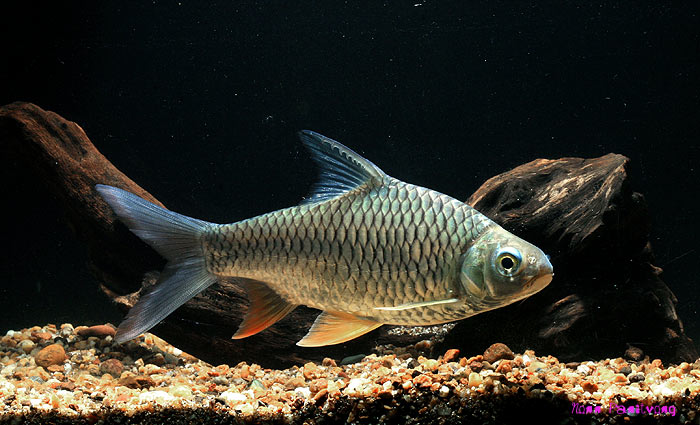 Specimen from Thailand.
