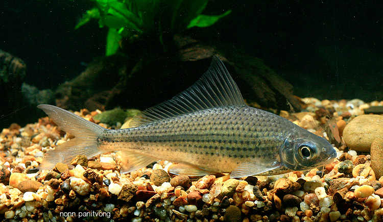 Specimen from Thailand.