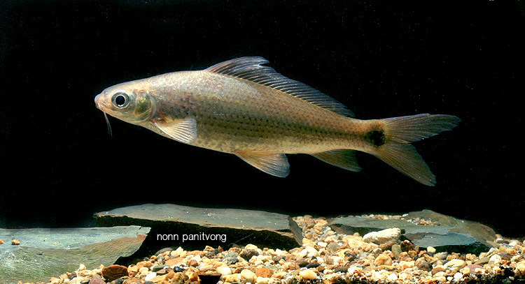 Specimen from Thailand.
